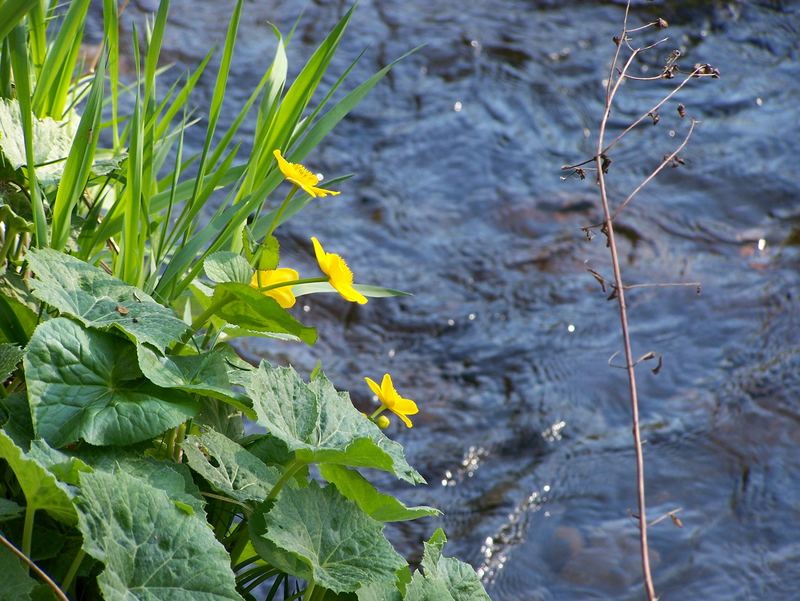 Dotterblume am schwarzen Regen