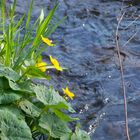 Dotterblume am schwarzen Regen