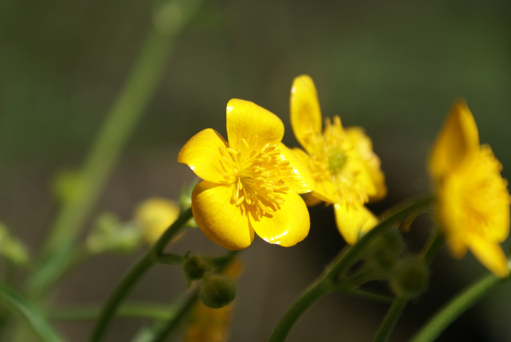 Dotterblume