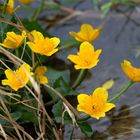 Dotterblumen am Teich