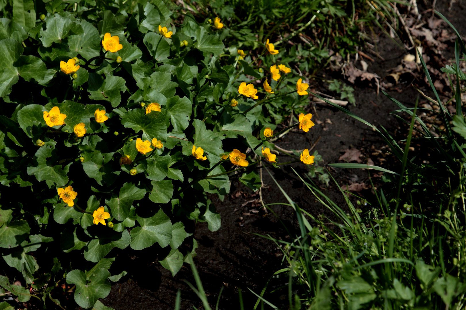 Dotterblumen