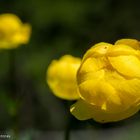 Dotterblumen-Trio