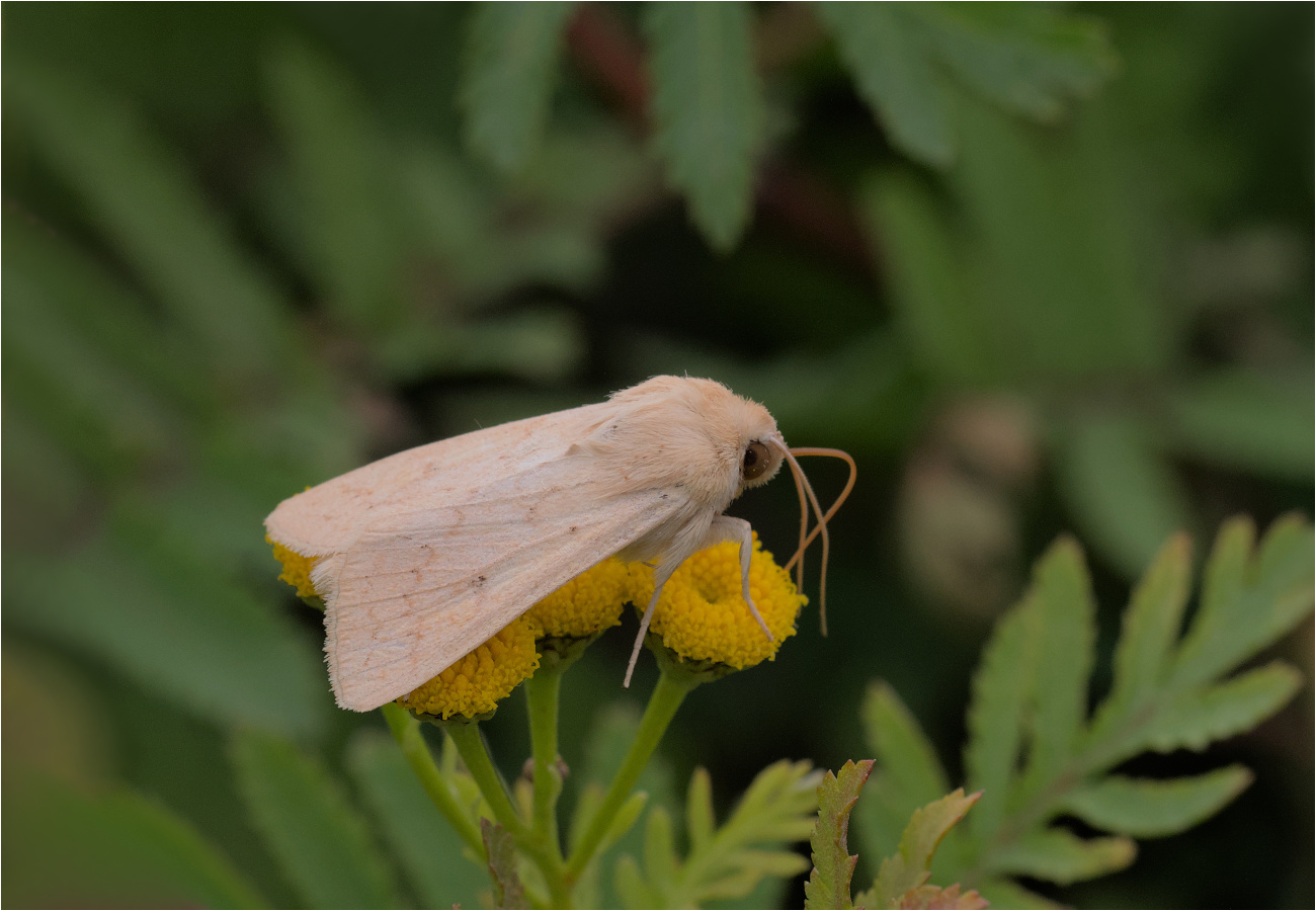 Dottereule (Mythimna vitellina)