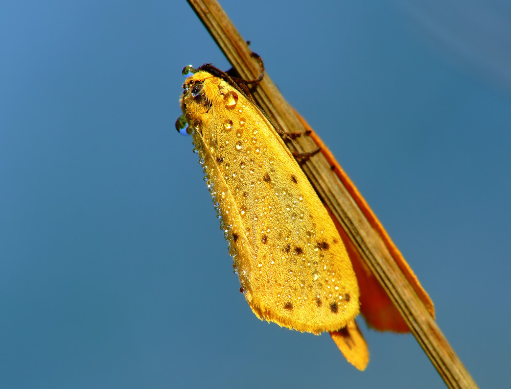 dottergelbe Mottenspinnerei