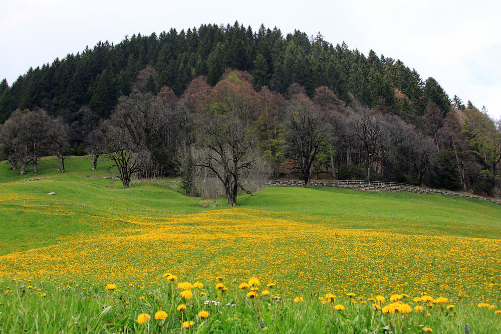 Dottergelbe Wiesen