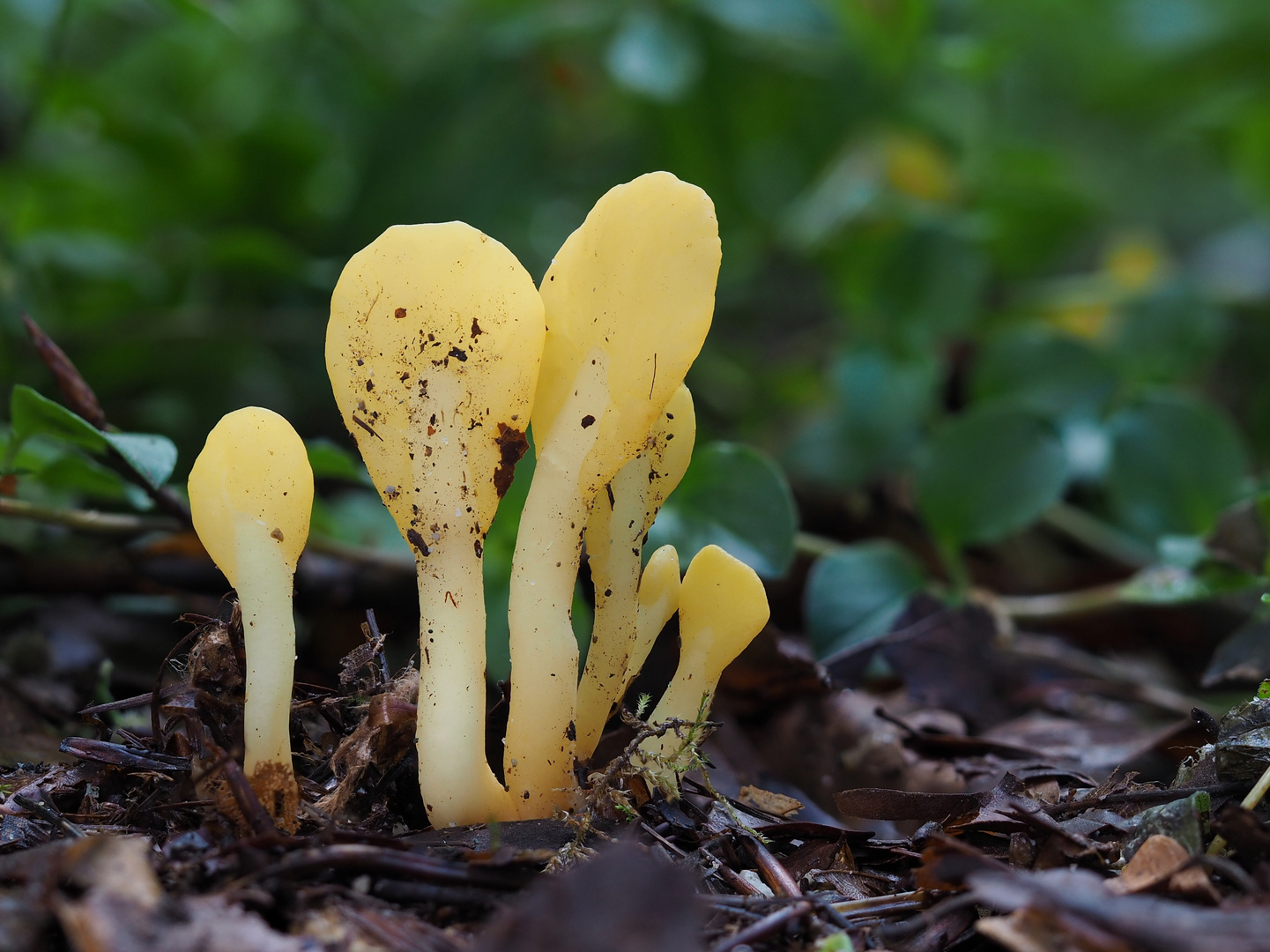 Dottergelber Spateling ( Spathularia flavida)