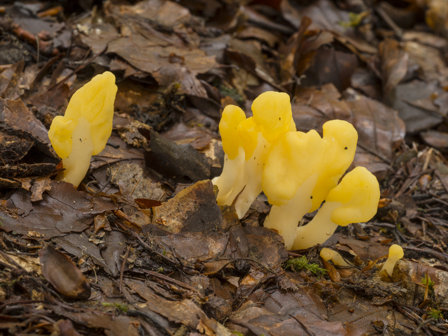 Dottergelber Spateling (Spathularia flavida)