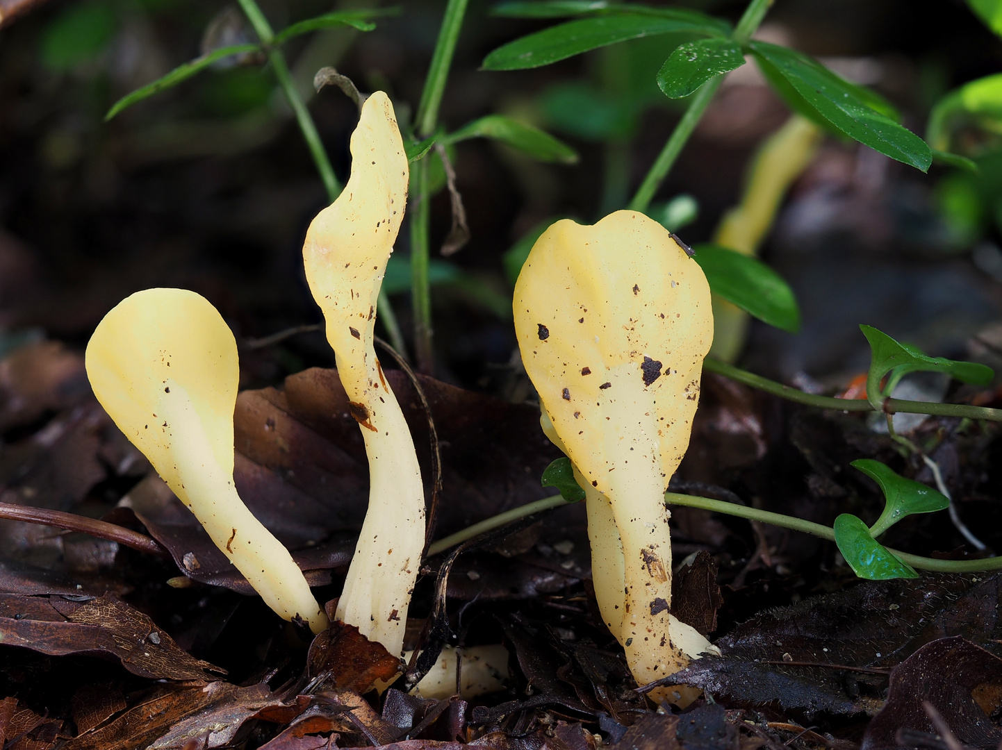 Dottergelber Spateling (Spathularia flavida)