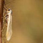 Dottergelbes Flechtenbärchen ( eilema sororcula )   