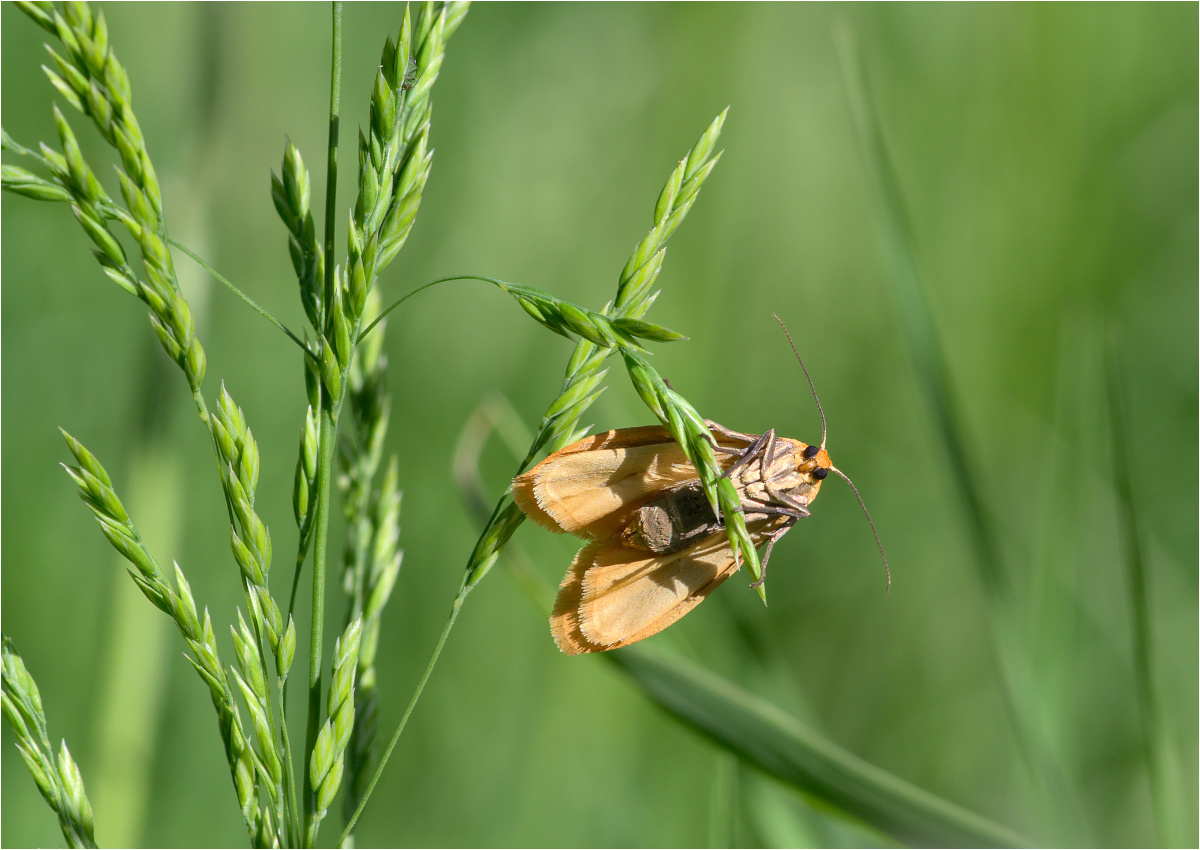 Dottergelbes Flechtenbärchen (Eilema sororcula)