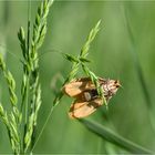 Dottergelbes Flechtenbärchen (Eilema sororcula)