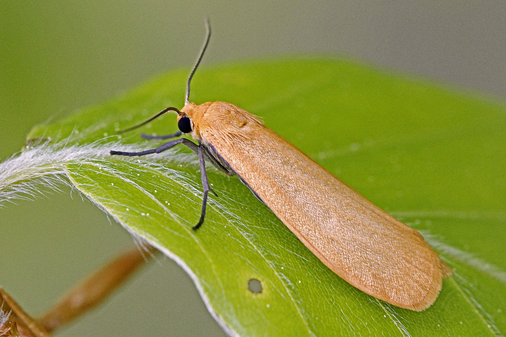 Dottergelbes Flechtenbärchen (Eilema sororcula)