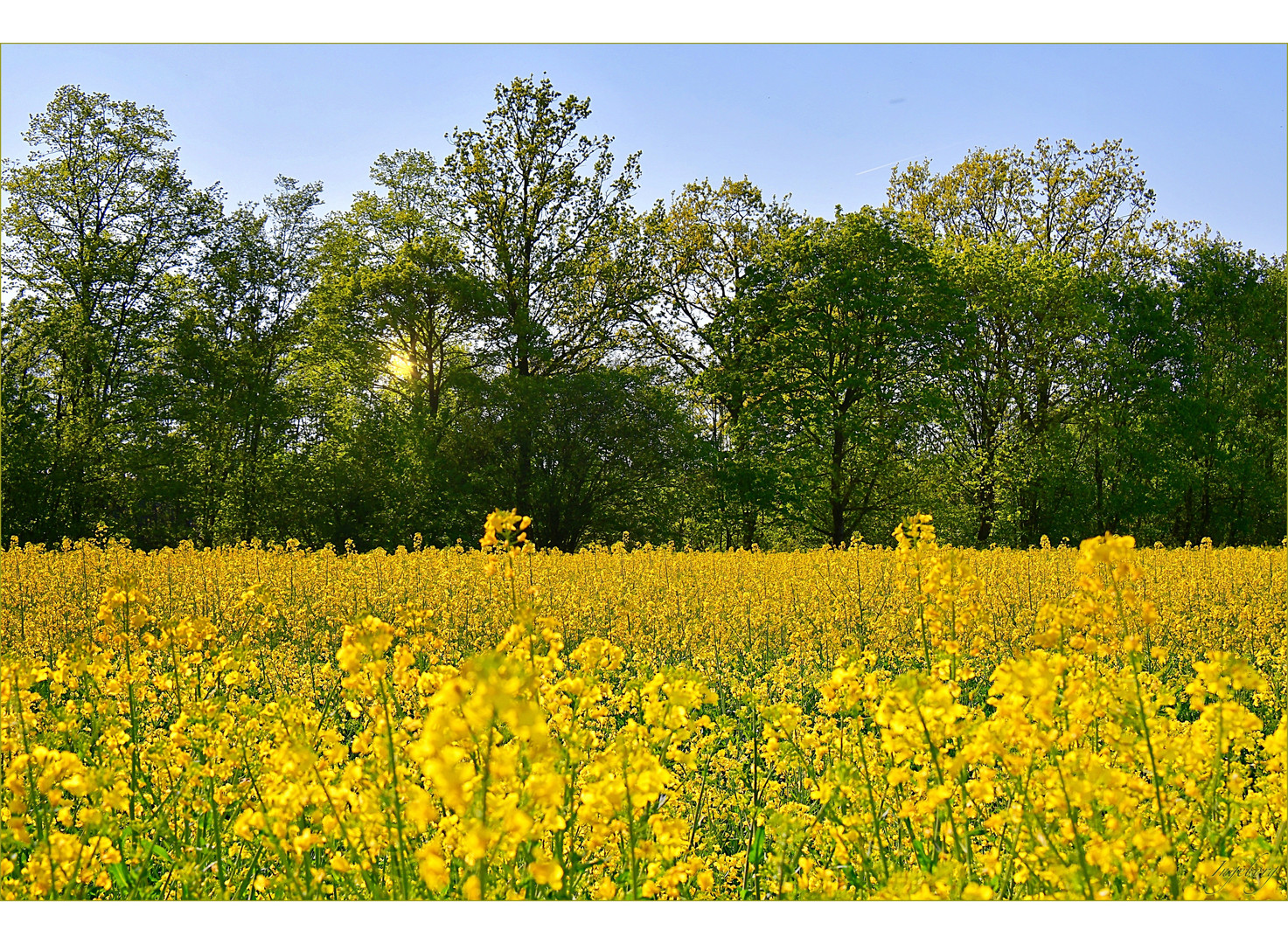 °°° dottergelbes Osterfeld °°°