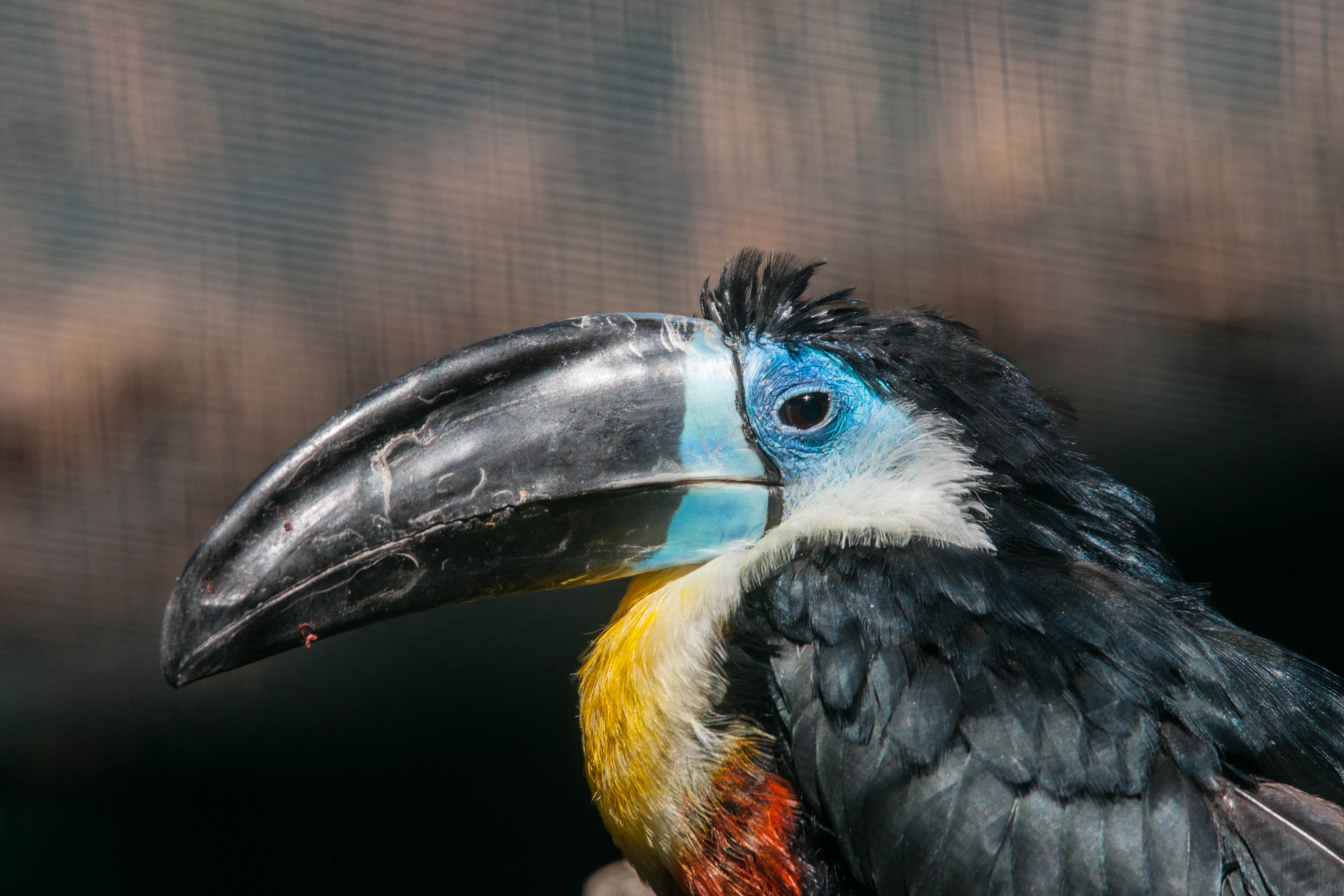 Dottertukan Portrait