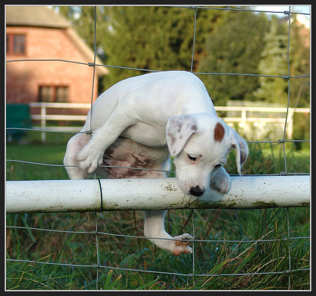 Dotties voller Einsatz