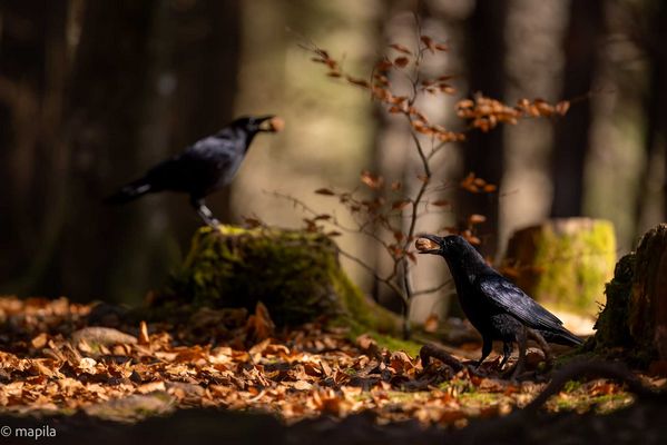 ——— Double ———