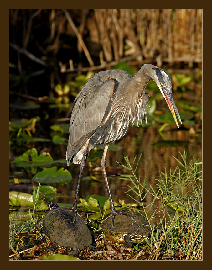 Double 4x4 heron (reload)