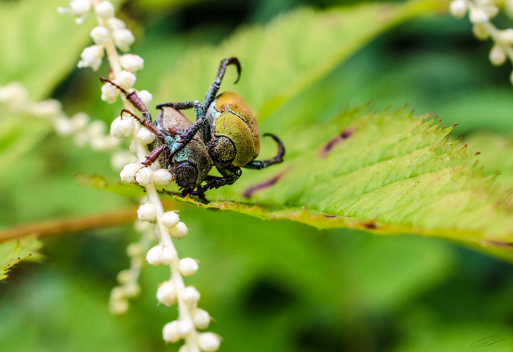 Double Beetle