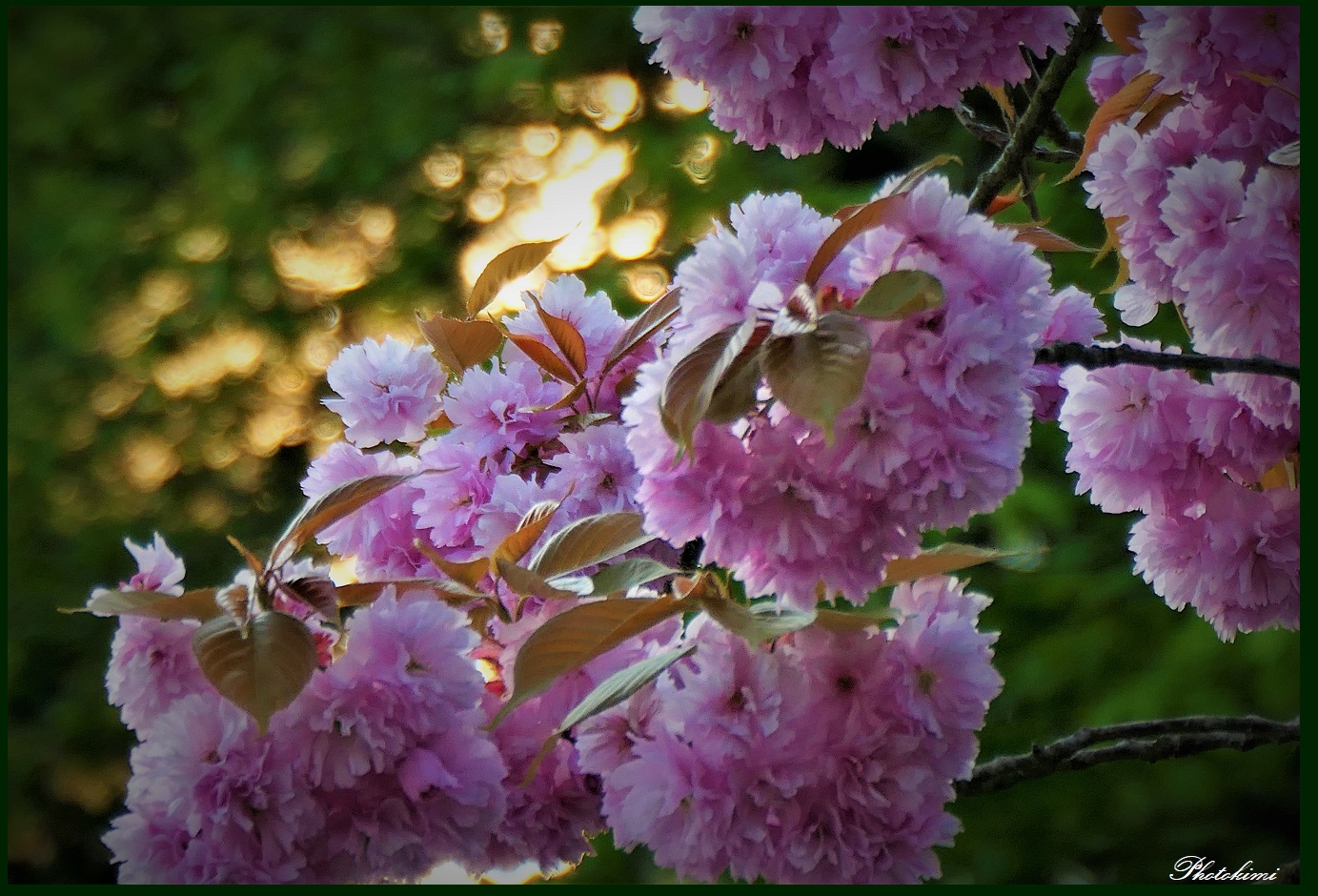 Double cherry blossoms