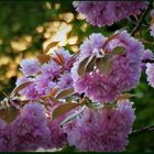 Double cherry blossoms