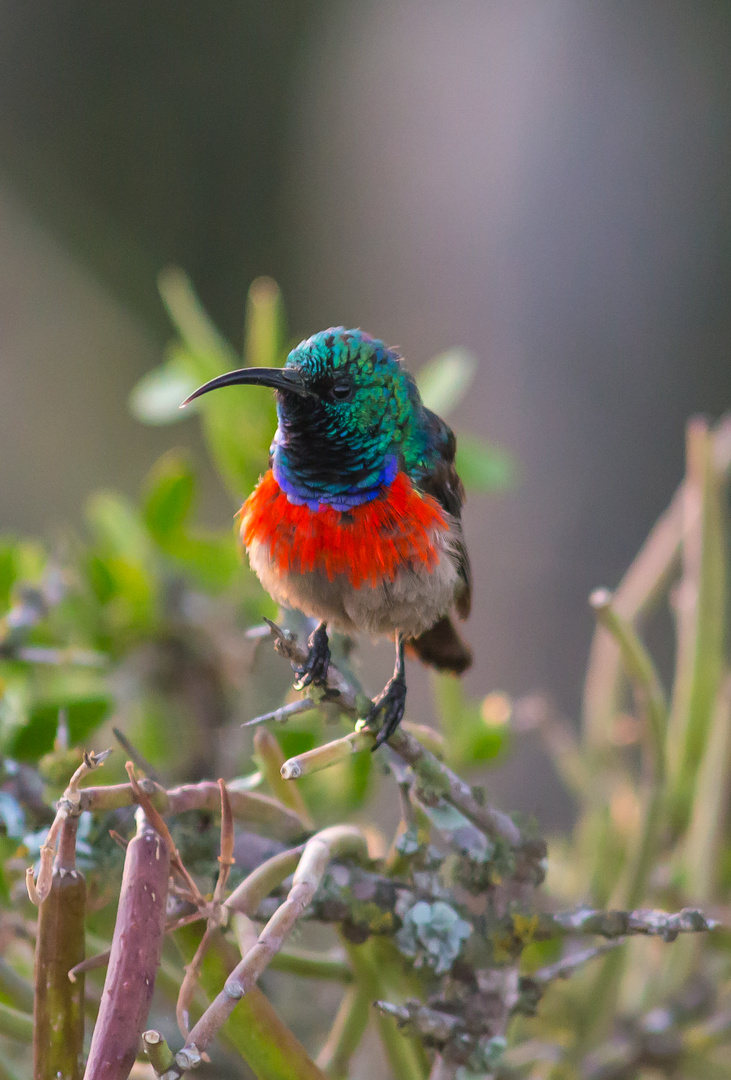 Double-collared Sunbird