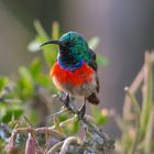 Double-collared Sunbird