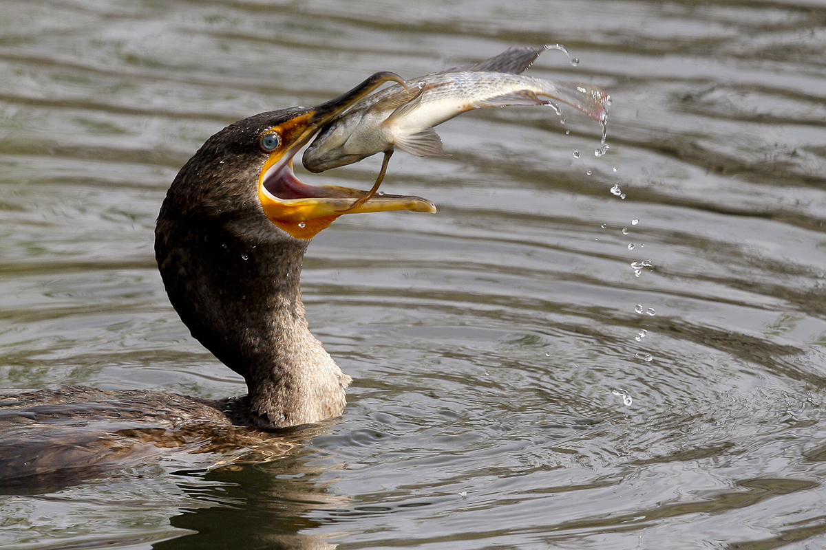 Double-crested Cormorant