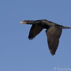 Double Crested Cormorant