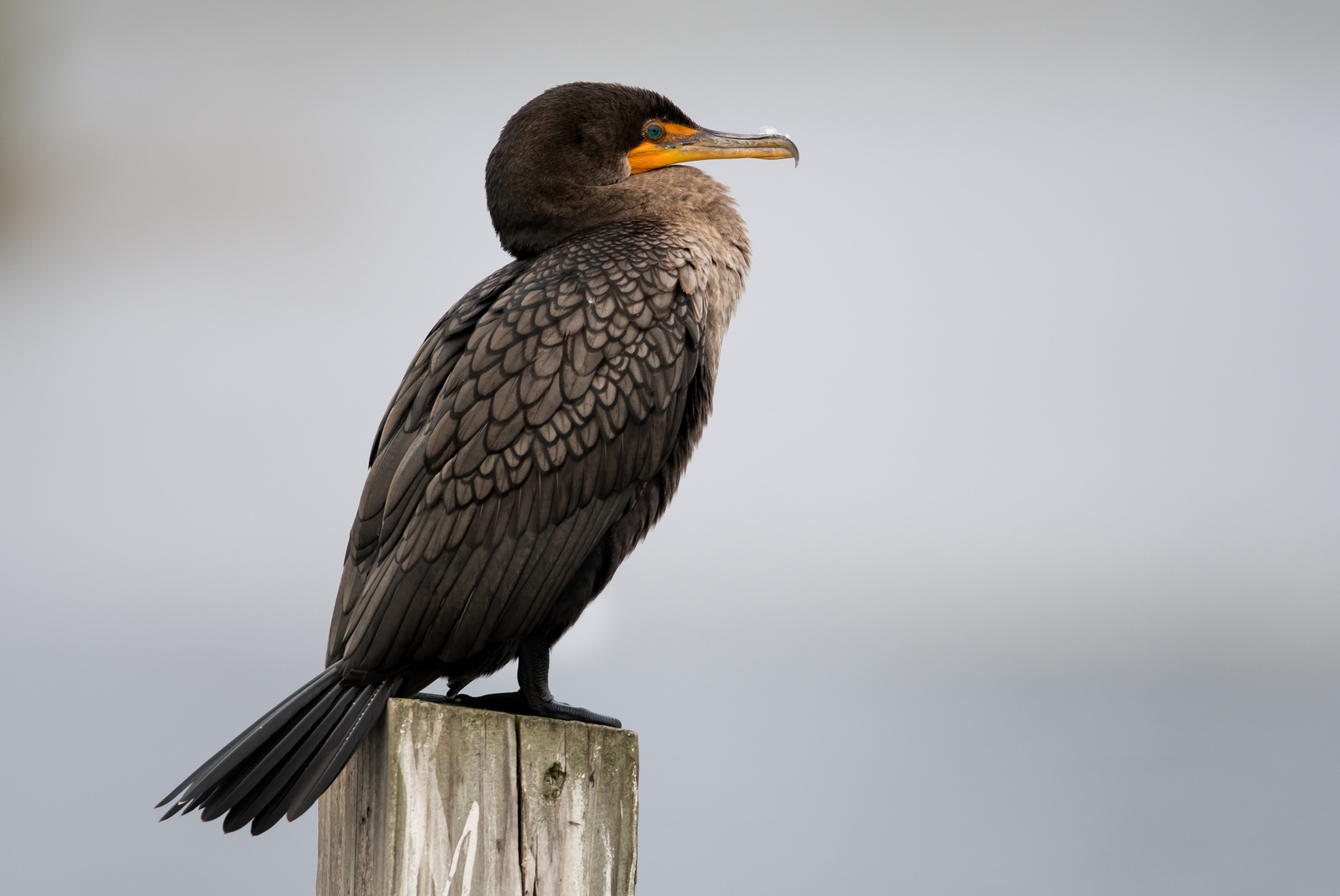 Double-Crested Cormorant