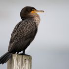 Double-Crested Cormorant