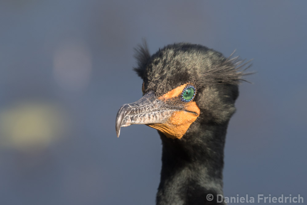 Double Crested Cormorant