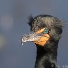 Double Crested Cormorant