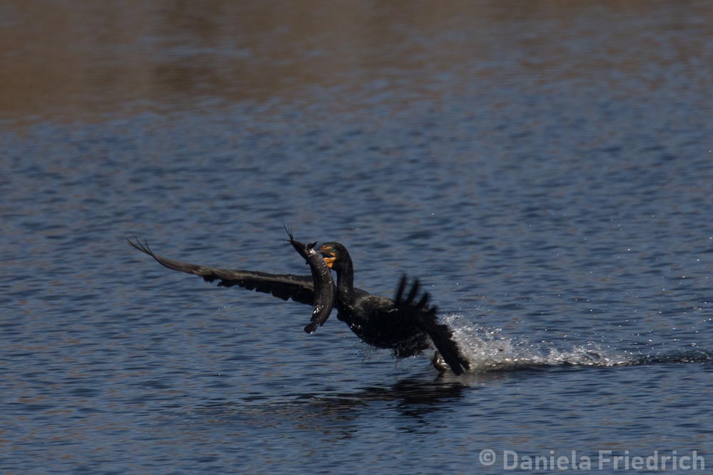 Double Crested Cormorant with Fish