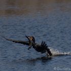Double Crested Cormorant with Fish