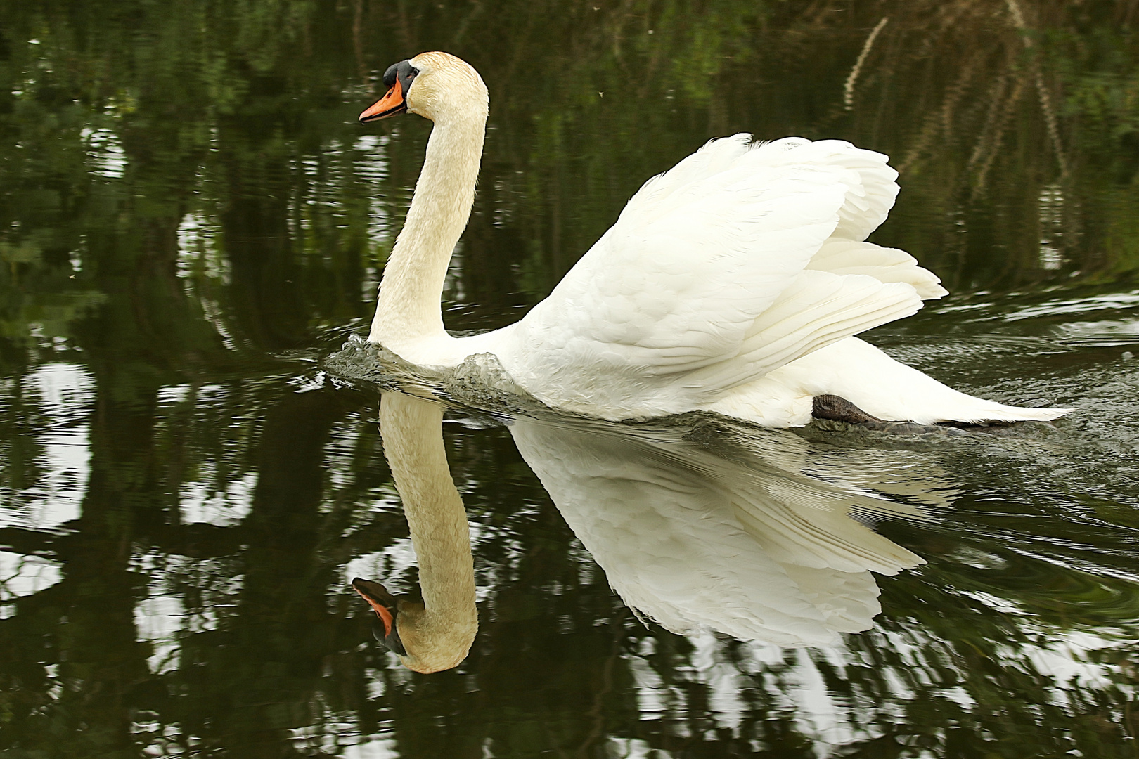 double cygne !