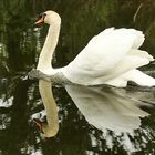 double cygne !