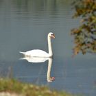 double cygne