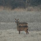 Doublé de chevreuils curieux à la pointe du jour