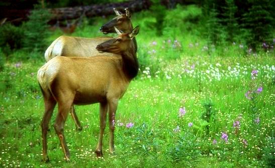 Double Deer in Canada