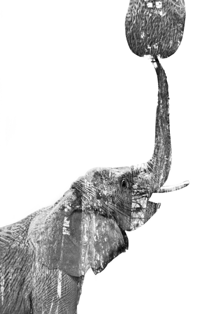 double exposure elephant