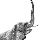 double exposure elephant