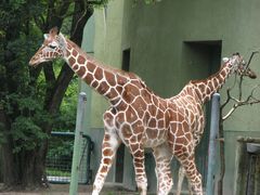 Double Giraffe