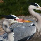 Double Heron Portrait