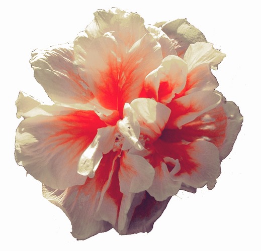 Double Hibiscus