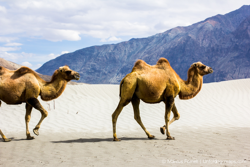 Double humped bactrian camels at Sumur Desert