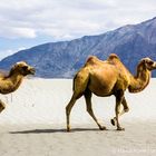 Double humped bactrian camels at Sumur Desert