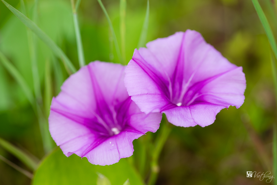 Double Ipomoea pes caprae