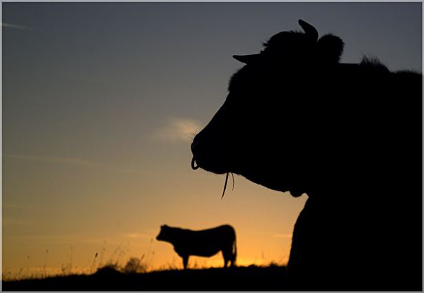 double look-out - cowsview #2