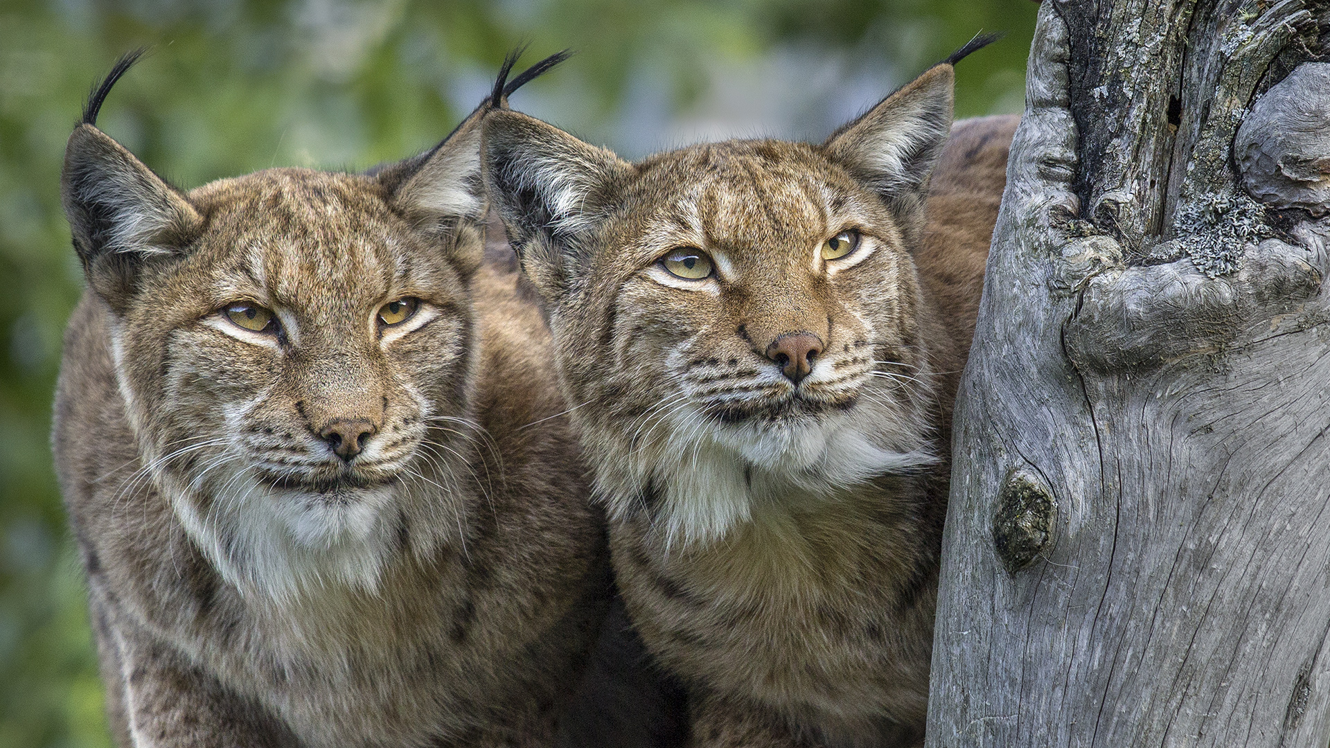 DOUBLELYNX Foto & Bild natur, zoo, tiere Bilder auf