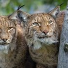 DOUBLE-LYNX